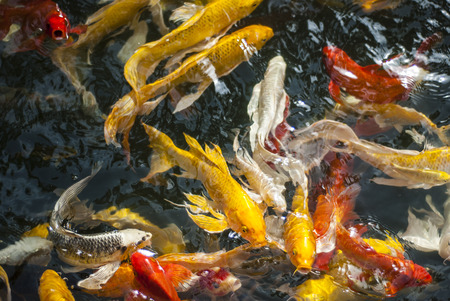 Koi fishの写真素材