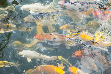 colorful fishes , Japanese carp swimming.の写真素材