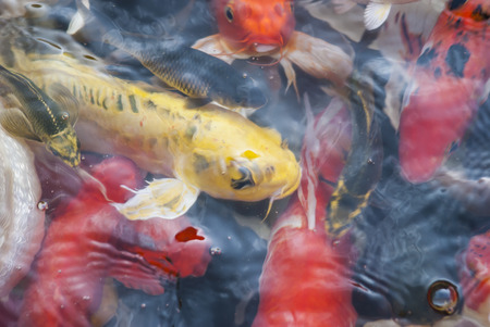 Koi fishの写真素材