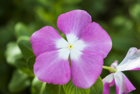 Close-up  Flower in the gardenの写真素材