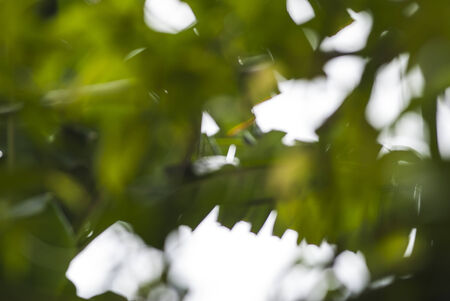 Bokeh natural green blurred background.の写真素材