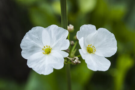 Close-up  Flower in the gardenの写真素材