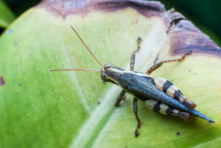 grasshopper in natureの写真素材