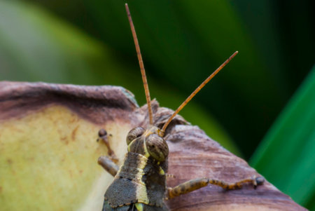 grasshopper in natureの写真素材