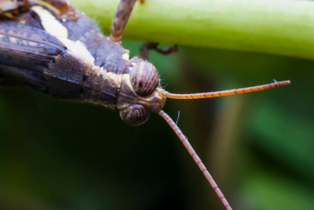 grasshopper in natureの写真素材