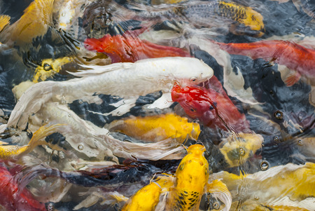 colorful fishes , Japanese carp swimming.の写真素材