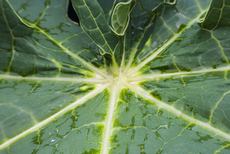 Green leaf with water drops  backgroundの写真素材