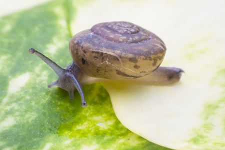 Snail on a green leafの写真素材