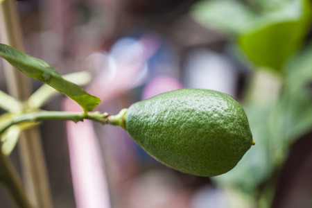 Lemon on the treeの写真素材