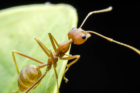 red ant