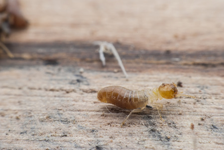 Termite macro on decomposing woodの写真素材