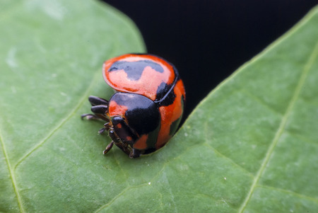 ladybug on a green leaf macroの写真素材