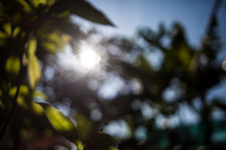 Natural green blurred bokeh .の写真素材