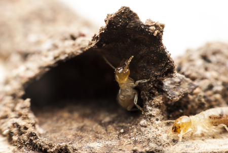 Termite macro on decomposing woodの写真素材
