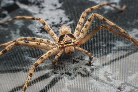 Closeup spiderの写真素材