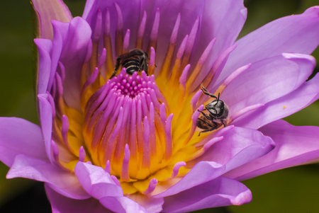 Bee on beautiful lotus flower.の写真素材