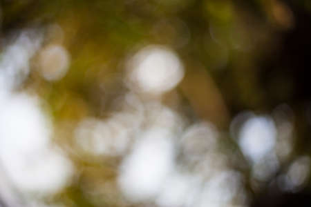Bokeh natural green blurred background.の写真素材