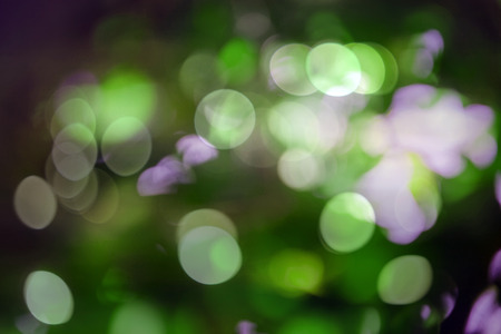 Bokeh natural green blurred background.の写真素材