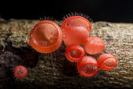 champagne mushroom in rain forest,Thailandの写真素材