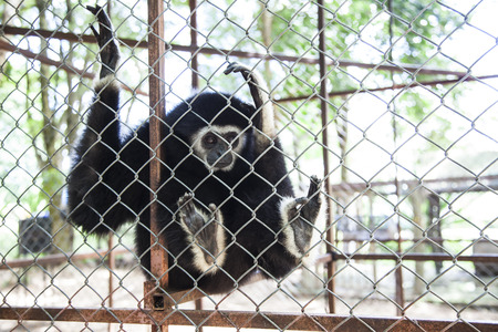Gibbon behind the cage.の写真素材