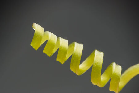 Close upTentacles of the gourd