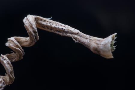 Green leaf close upの写真素材