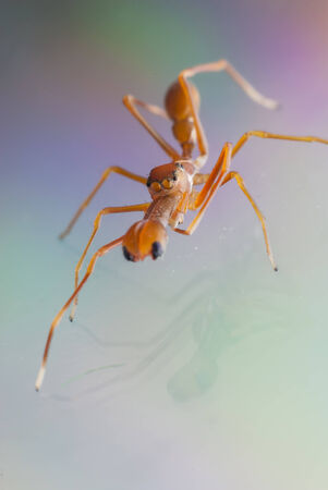 Mimic Ant Jumping Spiderの写真素材