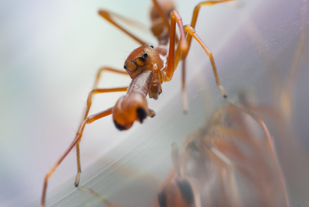 Mimic Ant Jumping Spiderの写真素材