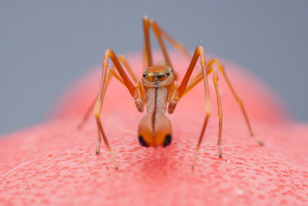 Red Ant Mimic Spiderの写真素材
