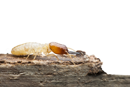 Termite macro on decomposing woodの写真素材