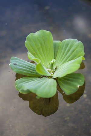 green floating water lettuce close upの写真素材