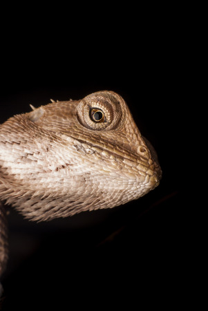 Macro chameleon Thailandの写真素材