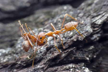 Red ant carrying food.の写真素材