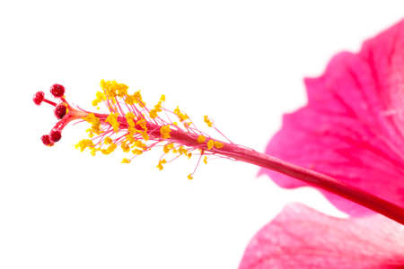 Pink hibiscus flowers on white background.の写真素材