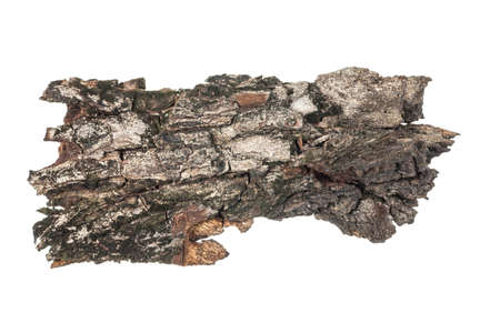 Tree bark texture.の写真素材