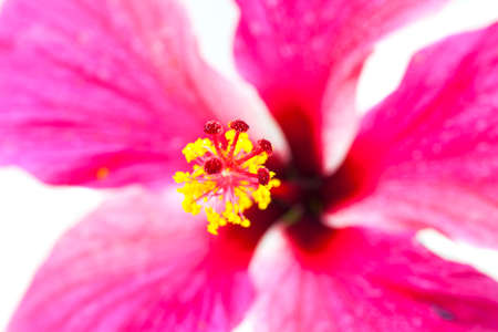 Pink hibiscus flowers on white background.の写真素材