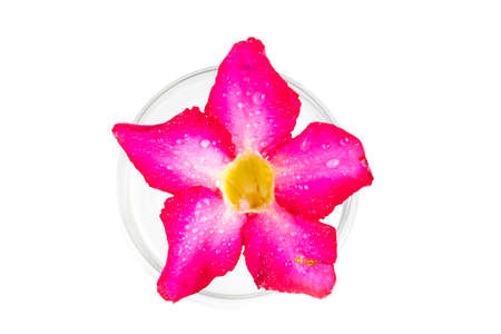 Adenium on white background.の写真素材