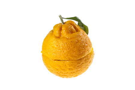 Oranges Jeju island, South Korea.の写真素材