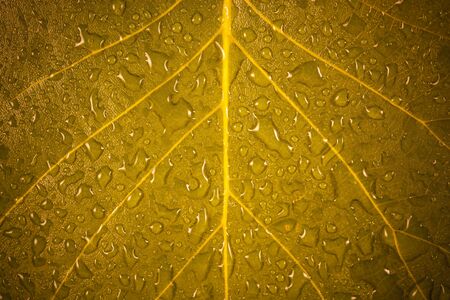 Yellow leaf with water drops background.の写真素材