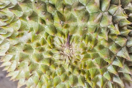 Durian closeup thorn spiky background.の写真素材