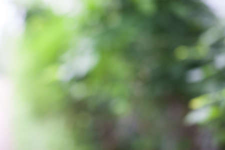 Bokeh natural green background.の写真素材