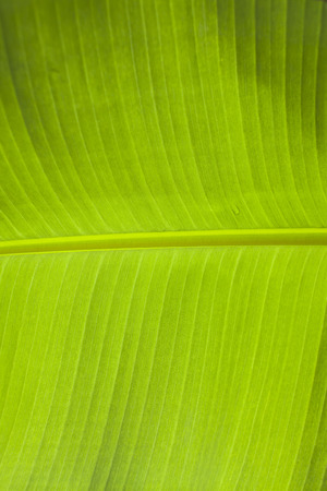 Green leaves texture backgroundの写真素材