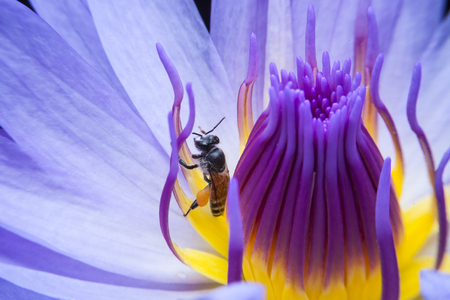 Bees and beautiful lotus.の写真素材