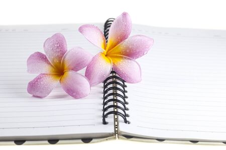 Plumeria  on a white book background.の写真素材