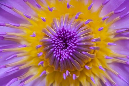 Beautiful lotus flower or waterlily.の写真素材