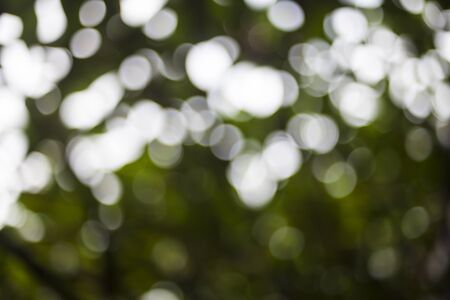 Abstract green nature background.の写真素材