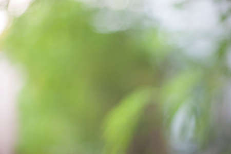 Blur bokeh natural background.の写真素材