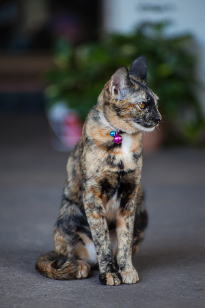 Thai catの写真素材