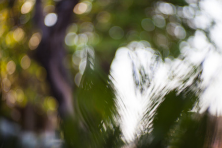 Blur green natural bokeh background.の写真素材