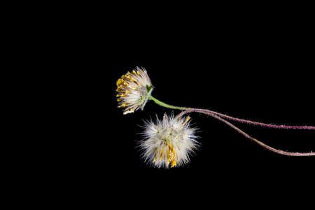 Grass on black background.